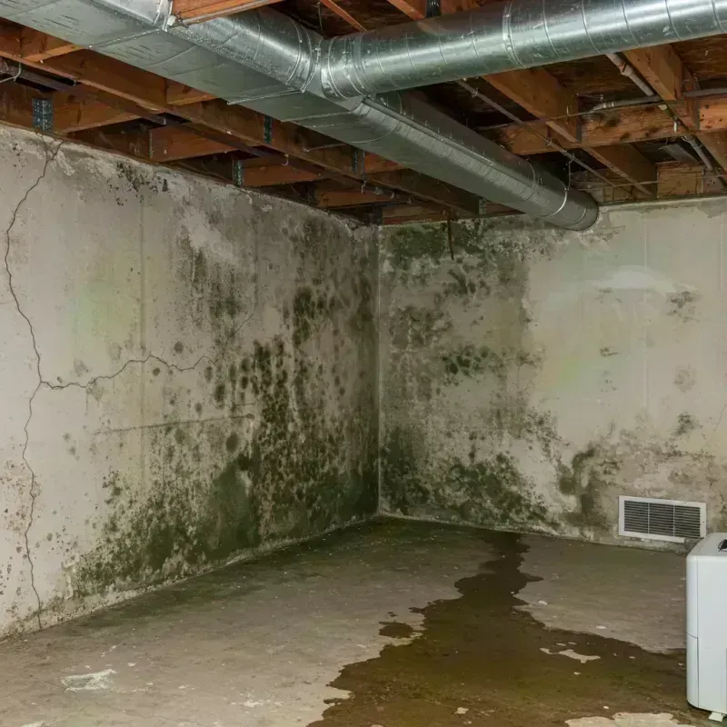 Professional Mold Removal in Tanner, WA